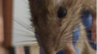 השפעת נזקי מכרסמים על העיצוב בבתים פרטיים