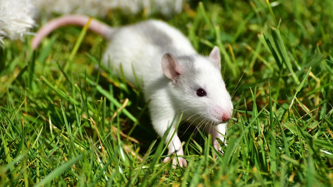 הדברת חולדות בבית פרטי למה זה חשוב ומה הסכנות?